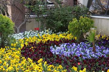 بهار دانشگاه 1399